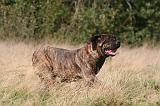 FILA BRASILEIRO 132